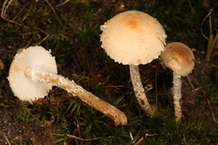 Lepiota oreadiformis
