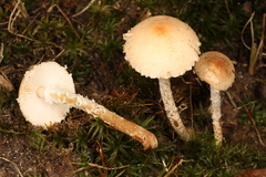 Lepiota oreadiformis