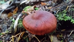 Cortinarius smithii