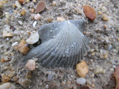Chesapecten jeffersonius