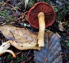 Cortinarius smithii
