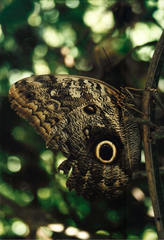 Caligo brasiliensis