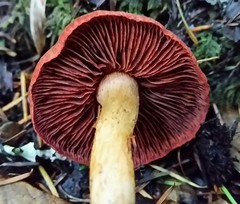 Cortinarius smithii