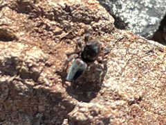 Maratus proszynskii
