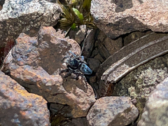 Maratus proszynskii