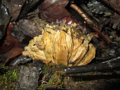 Balanus concavus