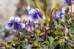 Viola serpentinicola