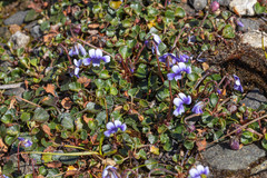 Viola serpentinicola