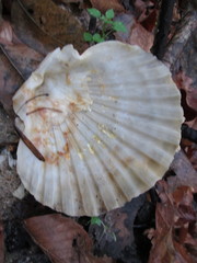 Chesapecten jeffersonius