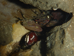 Petrolisthes manimaculis