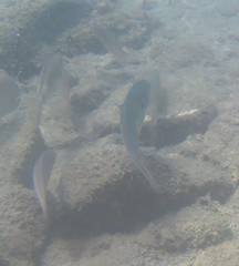 Stethojulis interrupta