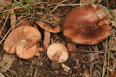 Lactarius mutabilis