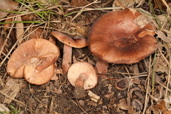 Lactarius mutabilis