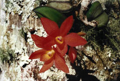 Cattleya cernua