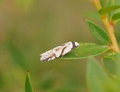 Oxythecta lygrosema