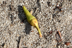 Eucalyptus resinifera