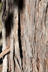 Eucalyptus resinifera
