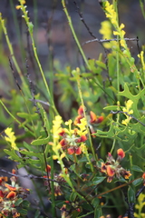Synaphea obtusata