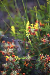Synaphea obtusata
