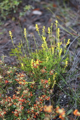 Synaphea obtusata