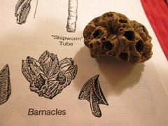 Balanus concavus