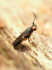 Heteromeringia nitida