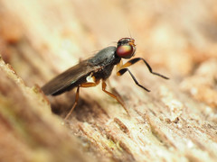 Heteromeringia nitida