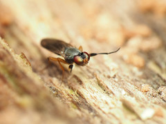 Heteromeringia nitida