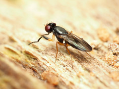 Heteromeringia nitida