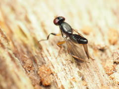 Heteromeringia nitida