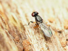 Heteromeringia nitida