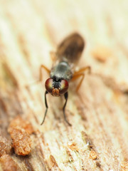 Heteromeringia nitida