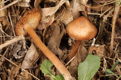 Inocybe cicatricata