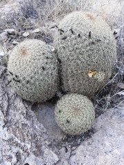 Coryphantha recurvata recurvata