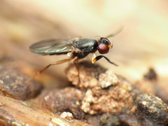 Heteromeringia nitida