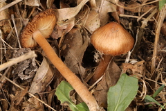 Inocybe cicatricata