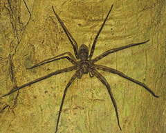 Heteropoda procera
