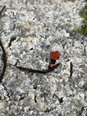 Pseudopithyella minuscula