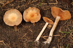 Cortinarius albocyaneus