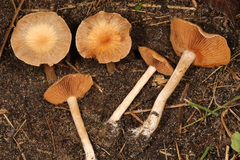 Cortinarius albocyaneus