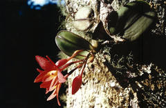 Cattleya cernua