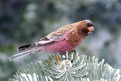 Brown-Capped Rosy-Finch photo 5