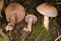 Cortinarius spilomeus