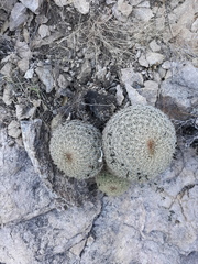 Coryphantha recurvata recurvata