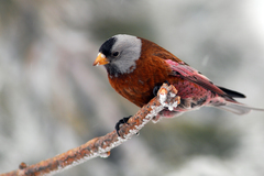 Leucosticte tephrocotis littoralis