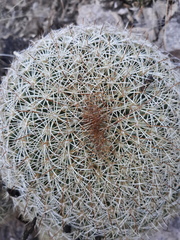 Coryphantha recurvata recurvata