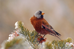 Leucosticte tephrocotis littoralis