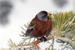 Leucosticte tephrocotis littoralis