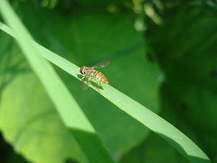 Toxomerus pulchellus