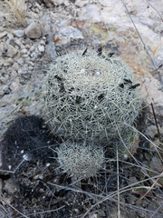 Coryphantha recurvata recurvata